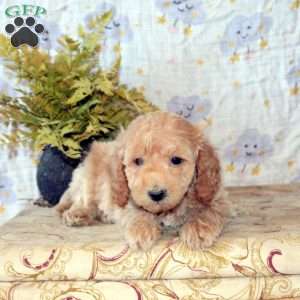 Jaxon, Mini Goldendoodle Puppy