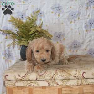 Jaxon, Mini Goldendoodle Puppy