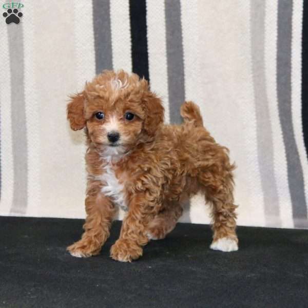 Jayda, Toy Poodle Puppy