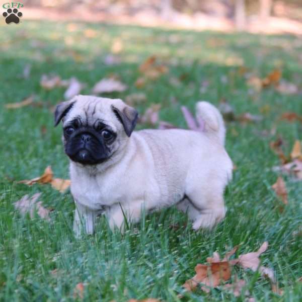 Jayda, Pug Puppy