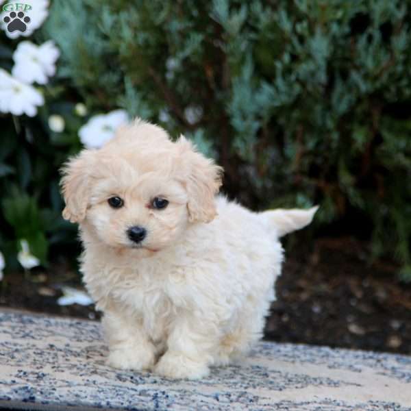 Jayda, Shih-Poo Puppy