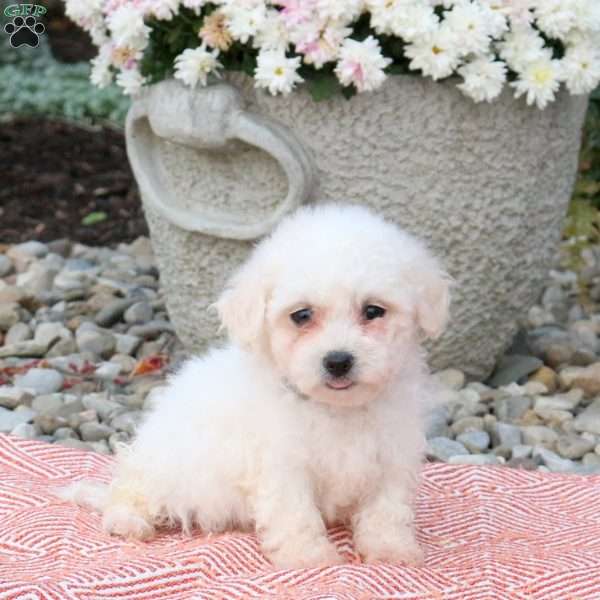 Jazzy, Bichon Frise Puppy