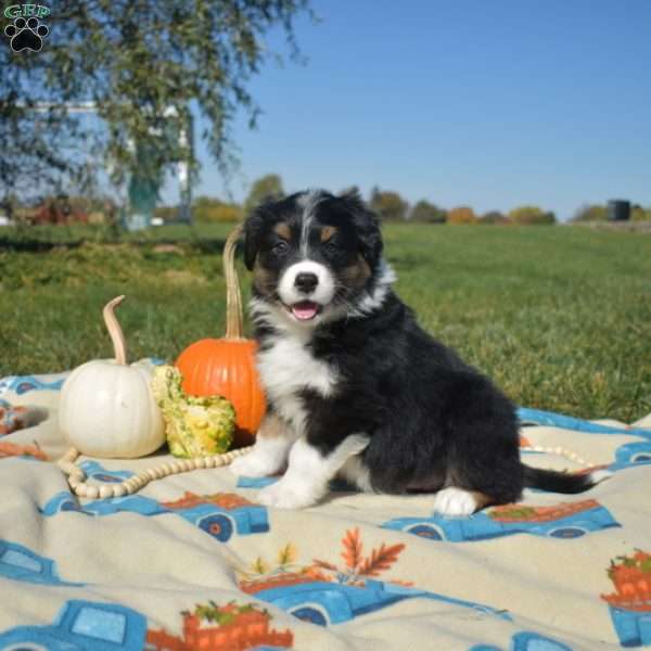 Jeanie, Australian Shepherd Puppy