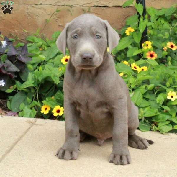 Jeb, Silver Labrador Retriever Puppy