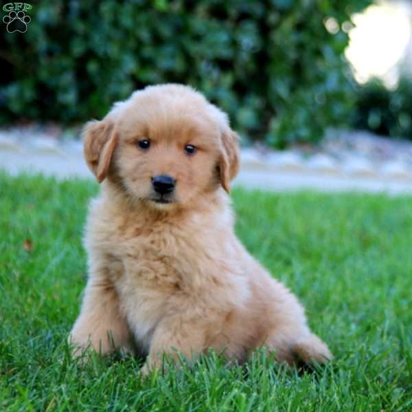 Jed, Golden Retriever Puppy