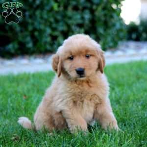 Jed, Golden Retriever Puppy