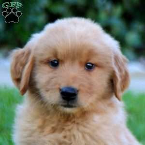 Jed, Golden Retriever Puppy