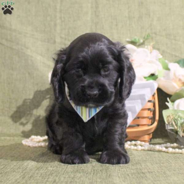 Jedrik, Cocker Spaniel Puppy