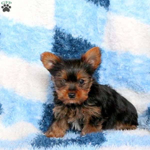 Jeff, Yorkie Puppy