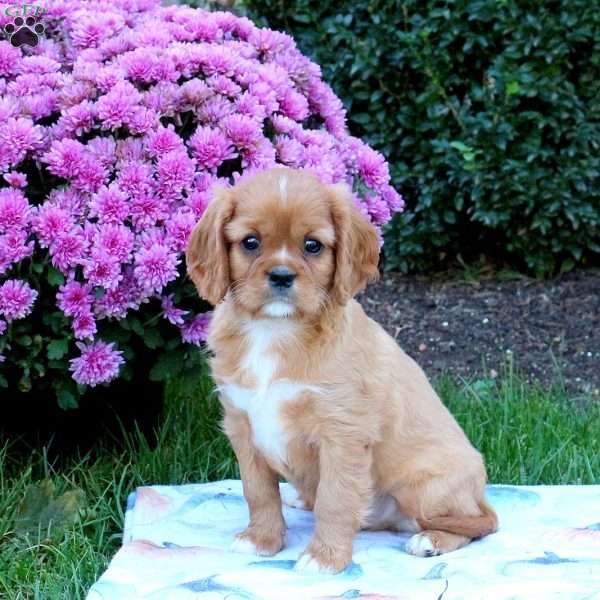 Jeff, Cavalier King Charles Spaniel Puppy