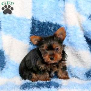 Jeff, Yorkie Puppy