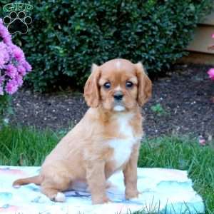 Jeff, Cavalier King Charles Spaniel Puppy