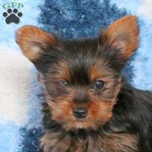 Jeff, Yorkie Puppy