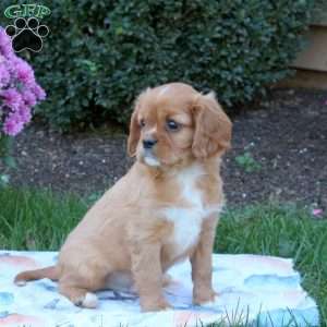 Jeff, Cavalier King Charles Spaniel Puppy