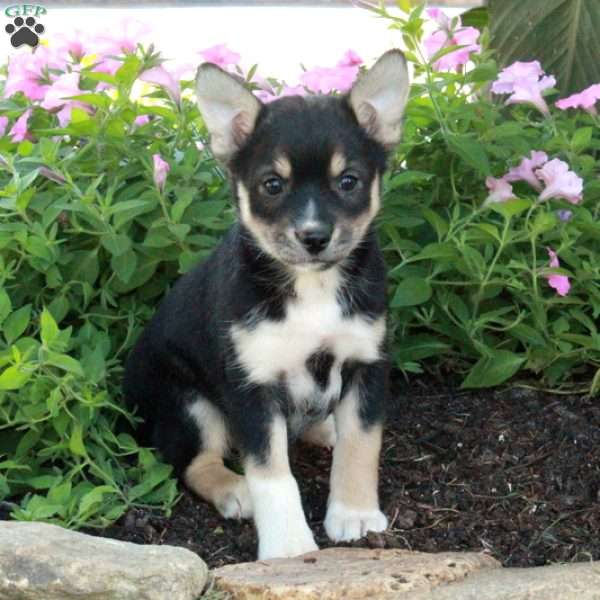 Jemma, Fox Terrier Mix Puppy