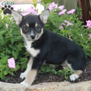 Jemma, Fox Terrier Mix Puppy