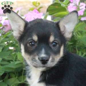 Jemma, Fox Terrier Mix Puppy