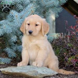 Jenessa, Golden Retriever Puppy