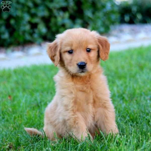 Jenna, Golden Retriever Puppy