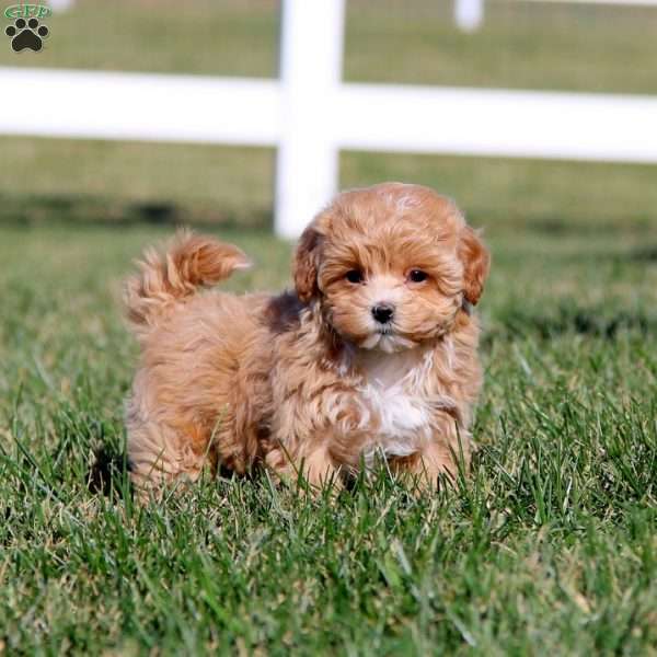 Jenna, Maltipoo Puppy