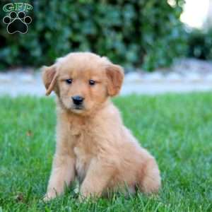 Jenna, Golden Retriever Puppy