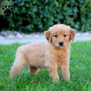 Jenna, Golden Retriever Puppy