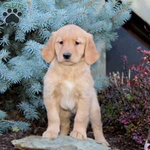 Jenny, Golden Retriever Puppy