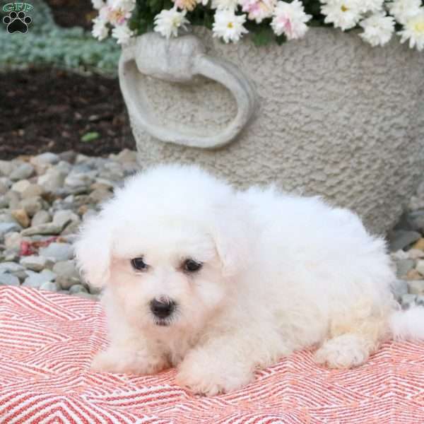 Jensen, Bichon Frise Puppy