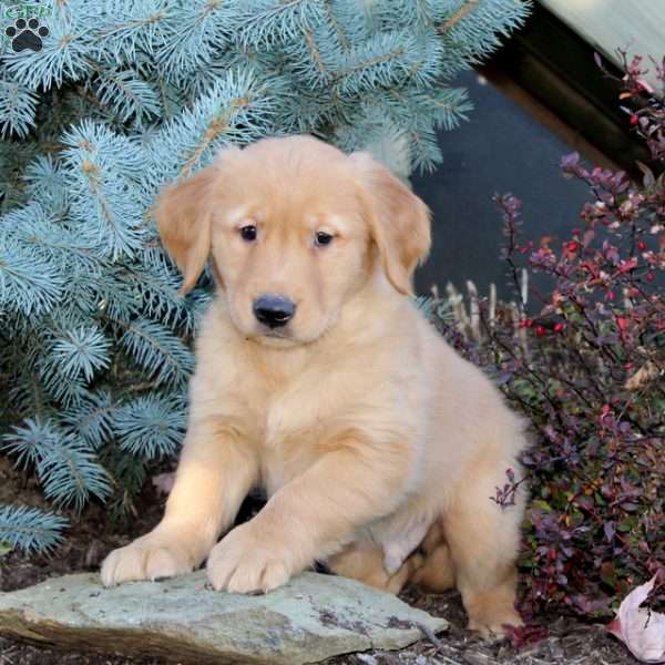 Jeremy, Golden Retriever Puppy