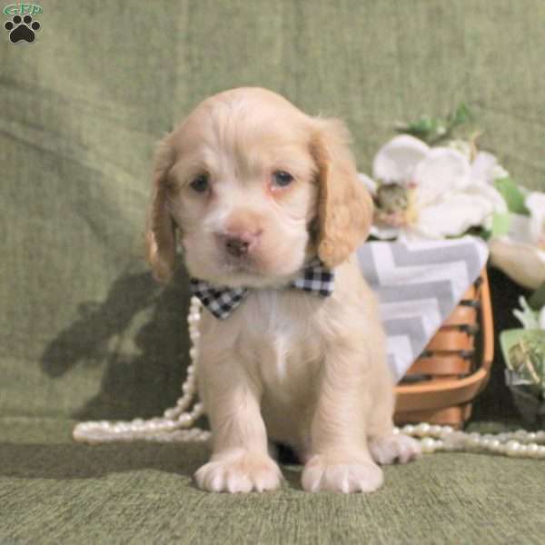 Jerod, Cocker Spaniel Puppy