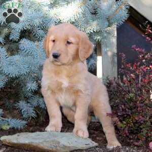 Jerry, Golden Retriever Puppy