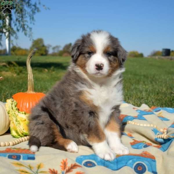 Jerry, Australian Shepherd Puppy