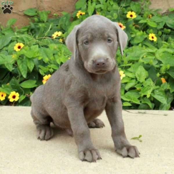 Jett, Silver Labrador Retriever Puppy