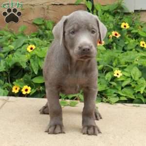 Jett, Silver Labrador Retriever Puppy