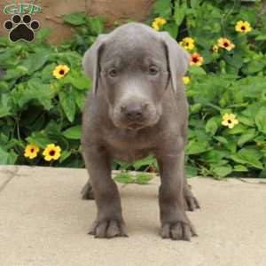 Jett, Silver Labrador Retriever Puppy