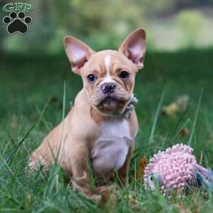 Jewel, French Bulldog Puppy