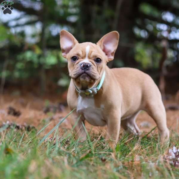 Jewel, French Bulldog Puppy