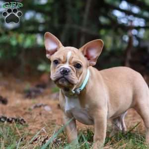 Jewel, French Bulldog Puppy