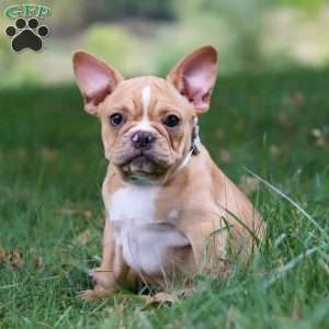 Jewel, French Bulldog Puppy