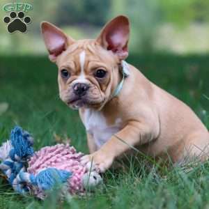 Jewel, French Bulldog Puppy