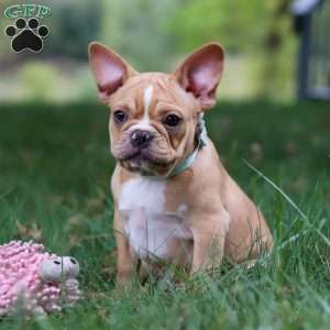 Jewel, French Bulldog Puppy