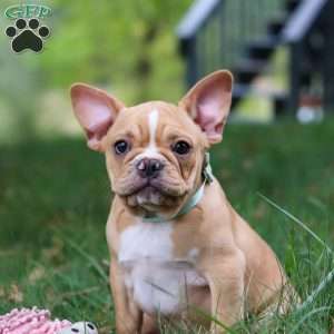 Jewel, French Bulldog Puppy