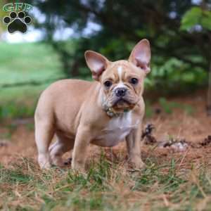 Jewel, French Bulldog Puppy