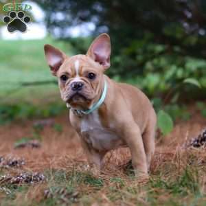 Jewel, French Bulldog Puppy