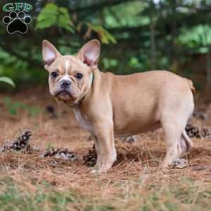 Jewel, French Bulldog Puppy