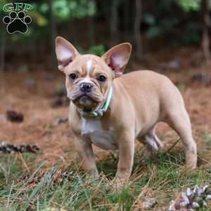 Jewel, French Bulldog Puppy