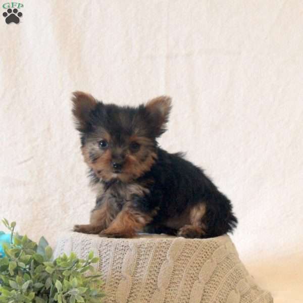 Jewel, Yorkie Puppy