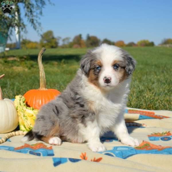 Jewel, Australian Shepherd Puppy