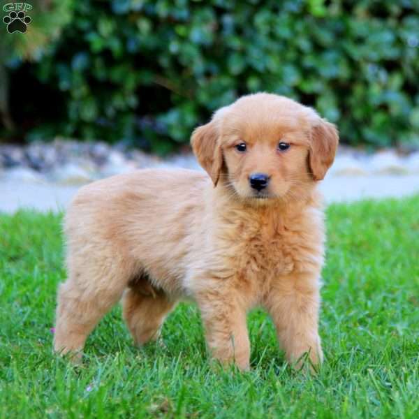 Jewel, Golden Retriever Puppy