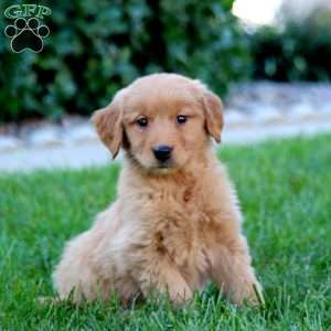 Jewel, Golden Retriever Puppy